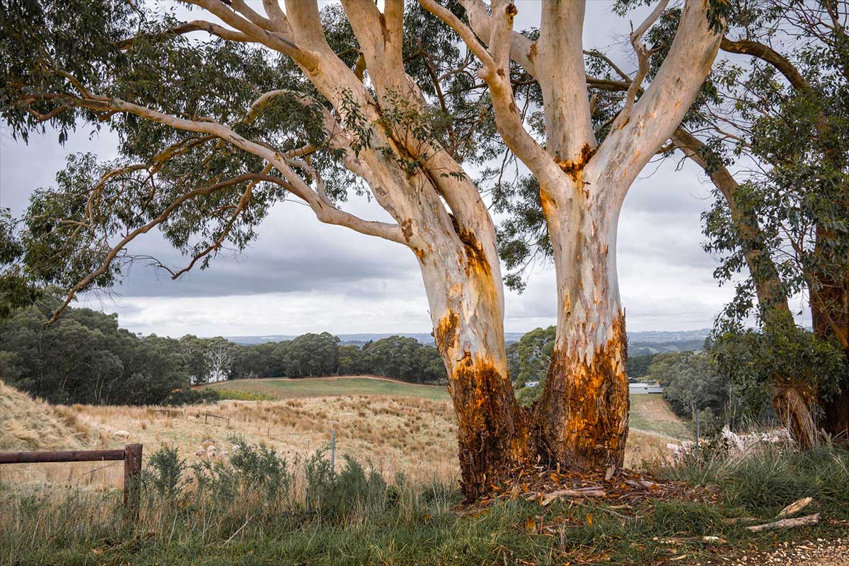 Australian bushland with featured Gum Tree